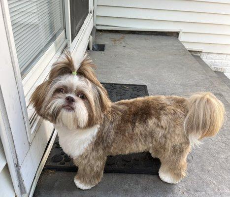 Bo after his grooming from Lovely Pet Salon.