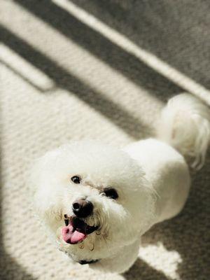 Kobe Bichon