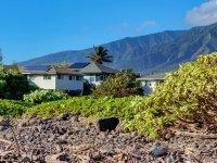 Looking back at our facility from the beachfront