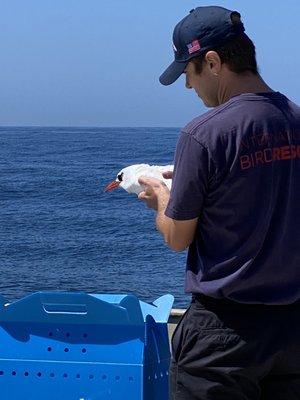 Red Tail Tropical released back into wild by Palos Verdes Wildlife...