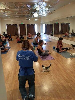 Special event with the humane Society. Kitten Yoga was a blast! Follow us on Insta and FB to stay up to date!