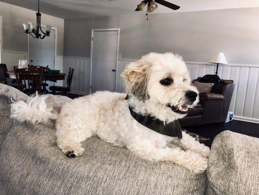 Maverick after a groom and bath