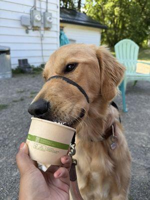 Another pic of Atlas mid-lick as he enjoyed his pup cup; he's definitely going back!