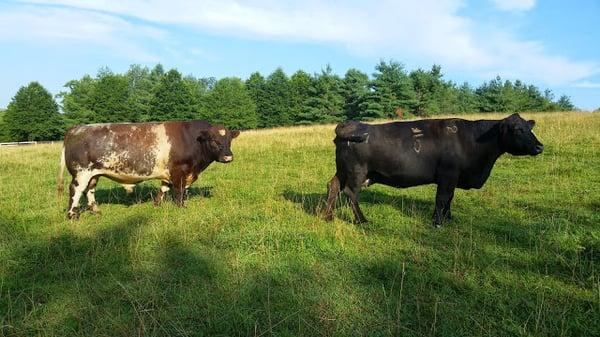 Known for a quality Sutherland Shorthorn cattle and beef, we now host a farm market every Saturday featuring fresh produce an...