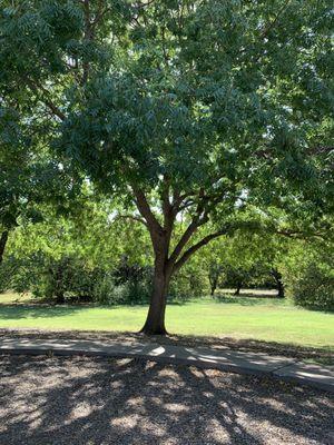 Shade trees galore