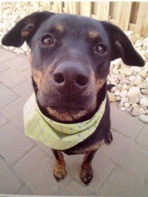 Dog of the day bandana