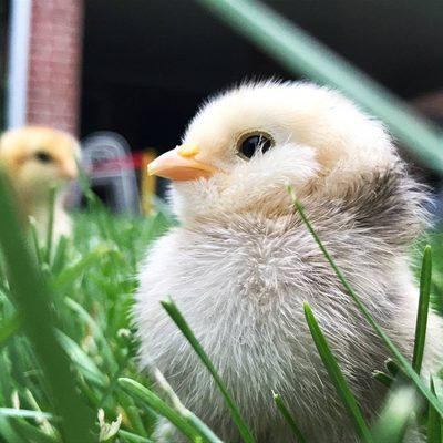 2017 Poussins (chicks) running