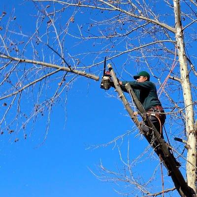 Agri Tree Experts