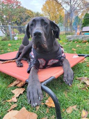 Hexxus the Dane teen puppy graduate!