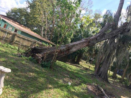 Tree Removal in Sanford, FL