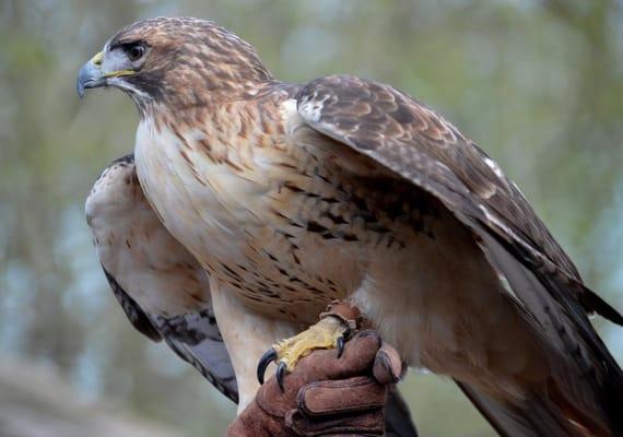 Red-tailed Hawk at the Nature Station.