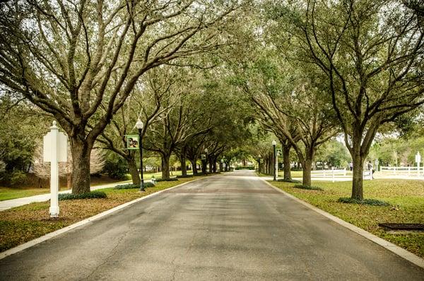 Tree-lined Street