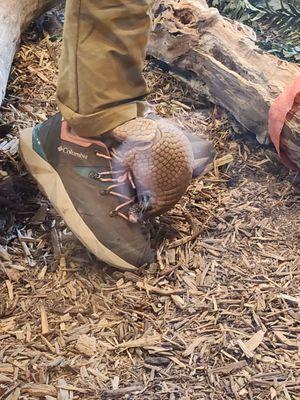 Armadillo testing to become part of the keepers foot.