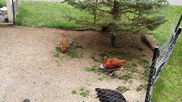 Fresh eggs at the Cottage!