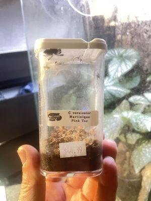 Versicolor sling tarantula