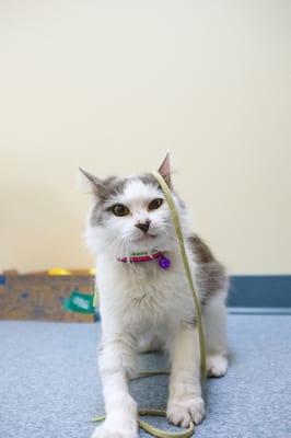 Whisper is always finding things around the clinic to play with!