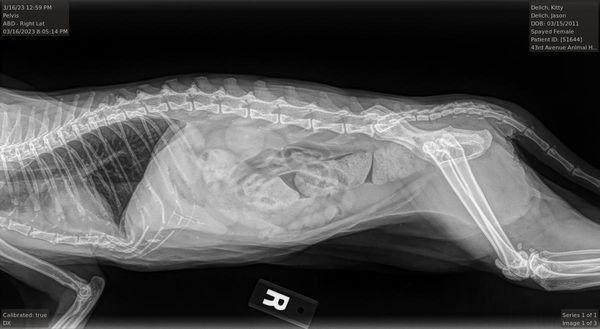 Goldhammer said she was not constipated, this is an xray from the different vet we took her too day after, showing her const. and mega colon