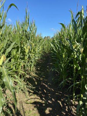 Corn maze