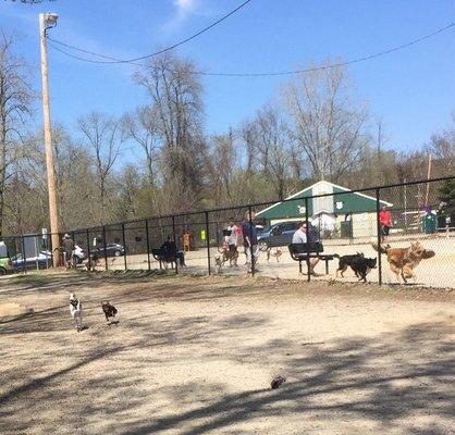 Play Time at the dog park.