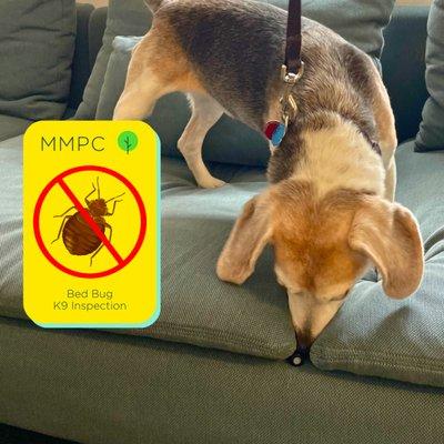 Certified K9 inspection for bed bugs