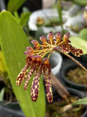 Bulbophyllum