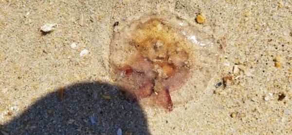 6/29/20 Saw this jellyfish on my last day at the beach.  I use to see a lot of them, but this has changed.