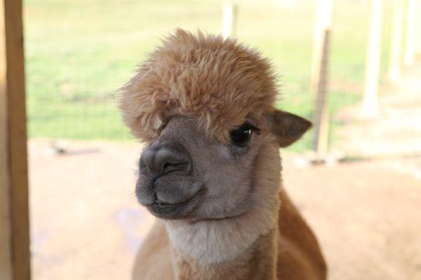 Alpaca