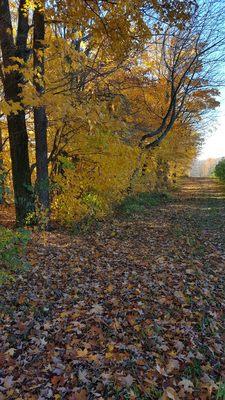 fall leaves on the side of the farm