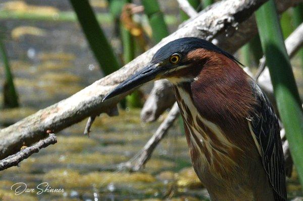 Green Heron