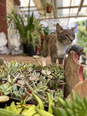 Nursery cat