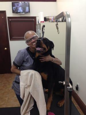 Sonia grooming our 100lb Rottweiler