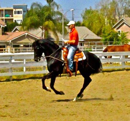 Andalusian Stallion