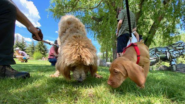 Puppy social near the rugby field