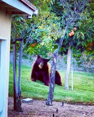 One of the giant brown bears that like to visit my backyard - they come for my fruit if I don't pick it fast enough :-o