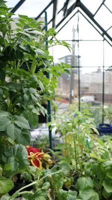 Our rooftop greenhouse where we grow lots of ingredients for our seasonal dishes