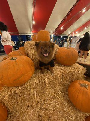 Dogs first time at pumpkin patch