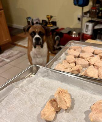 My four legged boys waiting to taste test the freeze dried chicken breast.