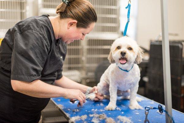 Groomer Ana and a grooming pup.