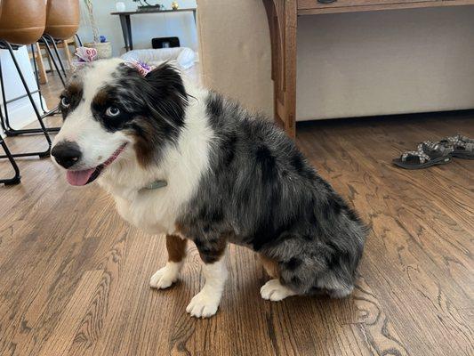 Luna came home soft, clean and clipped just as I asked. She's ready to swim and chase the ball!