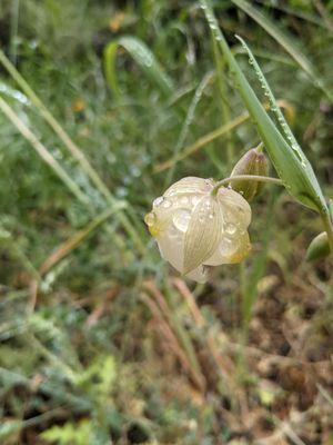 Globe lily