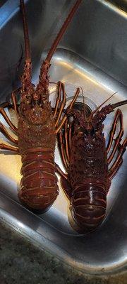 Spiny lobster