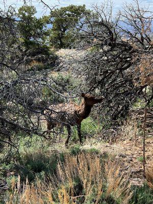 Elk, we saw quite a few of them on the Yaki Point bike tour.