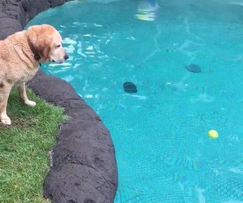 This water dog throws his own ball into his salt water pool for an excuse to dive in. #poolguyproblems