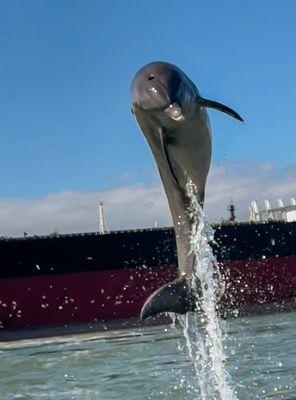 Large male dolphin clearing the water.