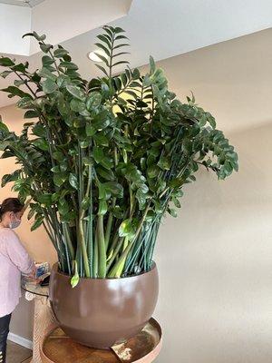 Zz plant is 19 years old! Beautiful