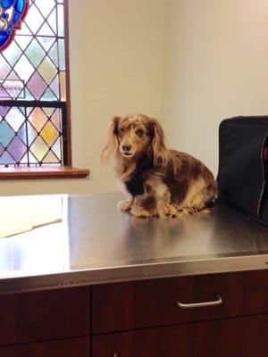 The church had been converted into beautiful exam rooms for our pets.