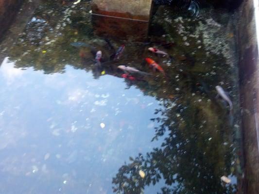 Fish pond