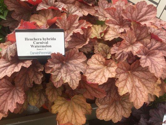 My favorite heuchera