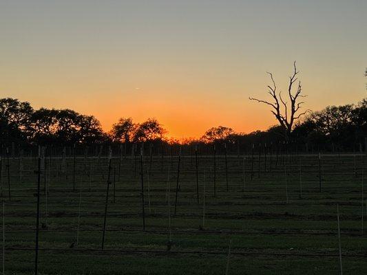 Sundown @ Whistling Duck Winery