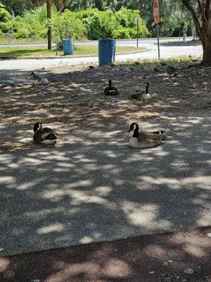 Even the duckies are going for a walk too